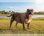 Small #1 Plott Hound Mix