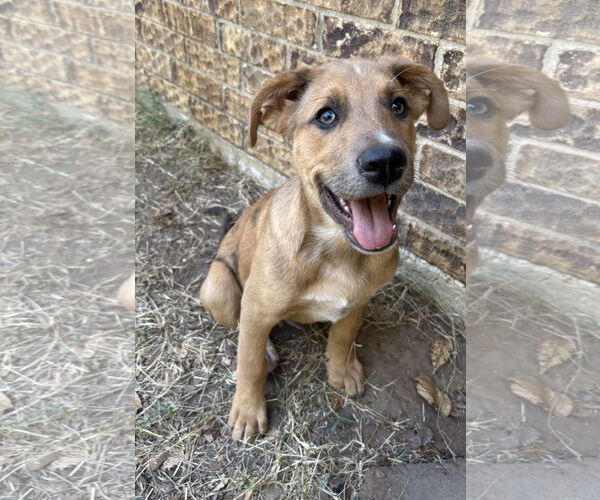 Medium Photo #5 Shepradors Puppy For Sale in McKinney, TX, USA