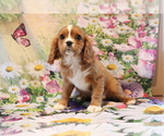 Small Photo #4 Cavalier King Charles Spaniel Puppy For Sale in SHILOH, OH, USA