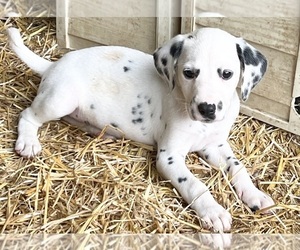 Dalmatian Puppy for sale in SHELL KNOB, MO, USA