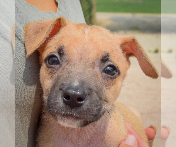Medium Photo #6 Labsky Puppy For Sale in Huntley, IL, USA
