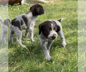 German Wirehaired Pointer Puppy for sale in PULASKI, WI, USA