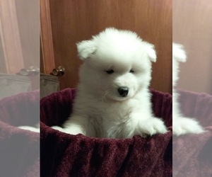 Samoyed Puppy for sale in ALLEN, TX, USA