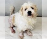 Small #1 Maltese Mix