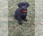 Small #4 Labrador Retriever