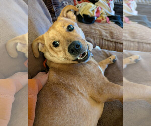 Medium Photo #2 Mutt Puppy For Sale in Minneaoplis, MN, USA