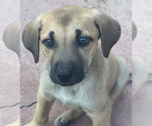 Medium Photo #5 Mutt Puppy For Sale in Dana Point, CA, USA