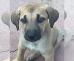 Small #4 Mutt