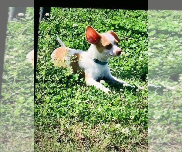 Medium Photo #1 Chihuahua Puppy For Sale in CHICKASHA, OK, USA