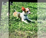 Small Photo #1 Chihuahua Puppy For Sale in CHICKASHA, OK, USA