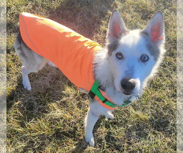 Medium Photo #1 Siberian Husky Puppy For Sale in Clarkston, MI, USA