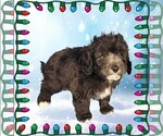 Small Photo #4 Bernedoodle (Miniature) Puppy For Sale in PEYTON, CO, USA
