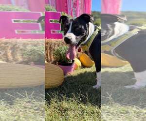 Chance (2yo, 51lbs) - Male Mutt Dog for Adoption - Photo #3