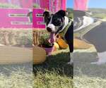 Small Photo #3 Mutt Puppy For Sale in Hinton, WV, USA