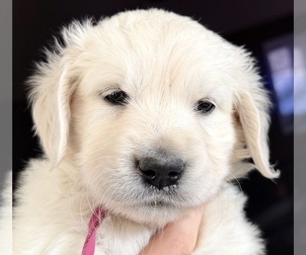 Medium Photo #23 English Cream Golden Retriever Puppy For Sale in MEDFORD TOWNSHIP, NJ, USA