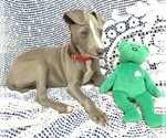 Small Photo #7 Italian Greyhound Puppy For Sale in NORWOOD, MO, USA