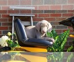 Small Photo #1 Weimaraner Puppy For Sale in FREDERICKSBG, OH, USA