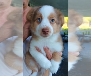Miniature Australian Shepherd Puppy for sale in BLACKSBURG, SC, USA