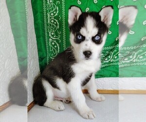 Siberian Husky Puppy for sale in MOUNT AYR, IA, USA