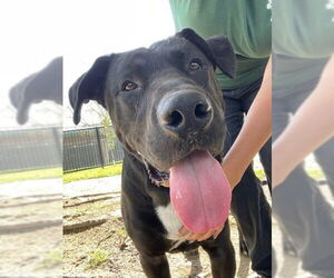 Black Mouth Cur-Labrador Retriever Mix Dogs for adoption in Riverside, CA, USA
