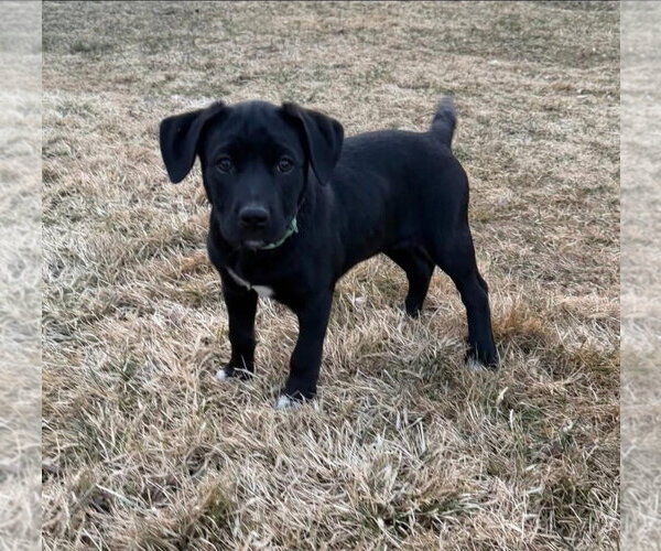 Medium Photo #3 Labrador Retriever-Unknown Mix Puppy For Sale in Alexander, AR, USA