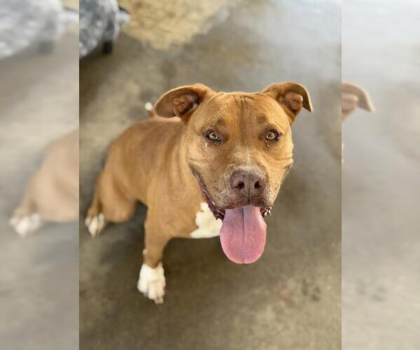 Medium Photo #2 American Pit Bull Terrier-Unknown Mix Puppy For Sale in Chula Vista, CA, USA