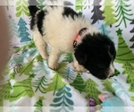 Small Photo #4 Great Pyrenees-Newfoundland Mix Puppy For Sale in HERTFORD, NC, USA