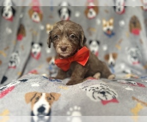YorkiePoo Puppy for sale in LAKELAND, FL, USA