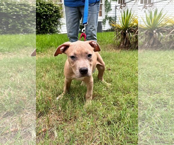 Medium Photo #6 American Pit Bull Terrier-Bulldog Mix Puppy For Sale in Dallas, TX, USA
