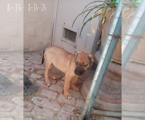 Medium Photo #10 Mutt Puppy For Sale in Apple Valley, CA, USA