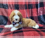 Twix - Male Poodle (Miniature) Puppy for Sale - Photo #2