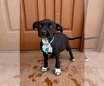 Small Photo #4 Chihuahua-Unknown Mix Puppy For Sale in Marina Del Rey, CA, USA