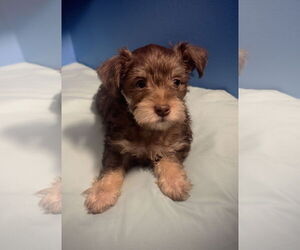 Poodle (Toy)-Unknown Mix Dogs for adoption in Pottstown, PA, USA