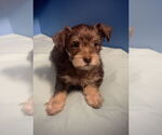 Small Poodle (Toy) Mix