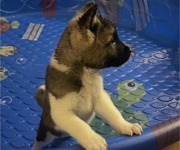 Medium Photo #22 Akita Puppy For Sale in INDIANAPOLIS, IN, USA