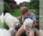 Small Photo #1 Samoyed Puppy For Sale in SAN JOSE, CA, USA