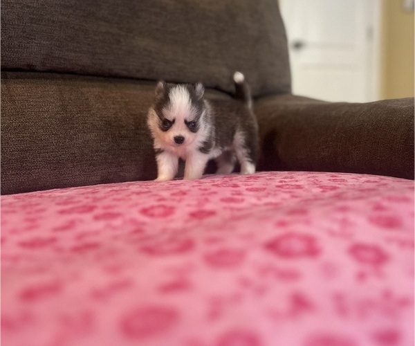 Medium Photo #2 Pomsky Puppy For Sale in DRACUT, MA, USA