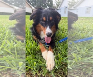 Border-Aussie Dogs for adoption in Valrico, FL, USA