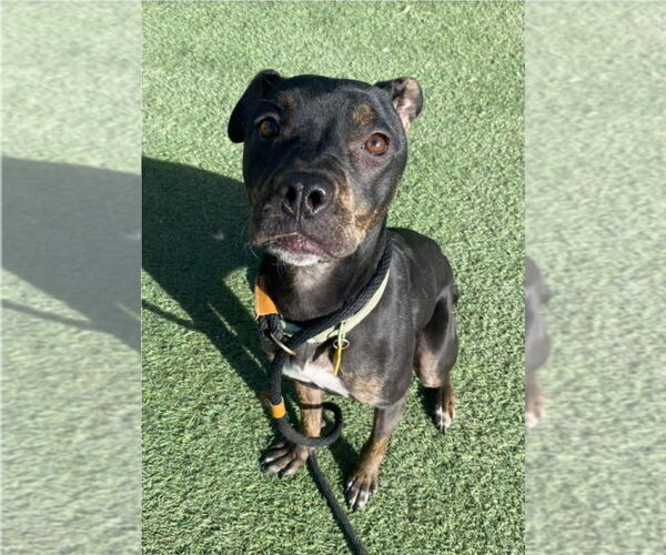 Medium Photo #2 Mutt Puppy For Sale in Lakewood, CO, USA