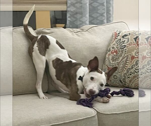 Medium Photo #3 American Staffordshire Terrier-Unknown Mix Puppy For Sale in New Oxford , PA, USA