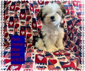 Yorkshire Terrier Puppy for sale in AMSTERDAM, MO, USA