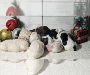 Cocker Spaniel Puppy for Sale in TERRY, Mississippi USA