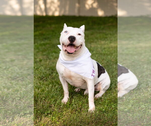Medium Photo #5 American Pit Bull Terrier-Unknown Mix Puppy For Sale in Crete, IL, USA