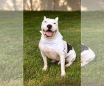 Small #4 American Pit Bull Terrier Mix