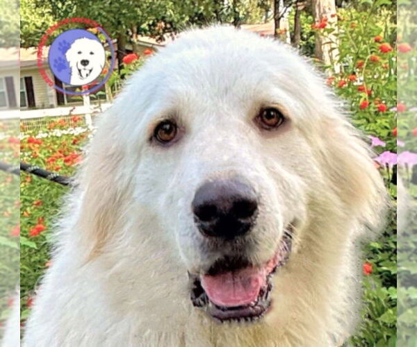 Medium Photo #1 Great Pyrenees Puppy For Sale in Spring, TX, USA