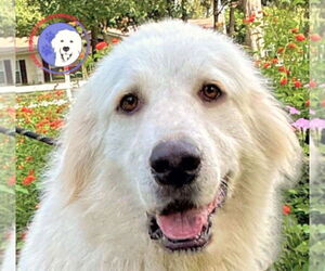 Great Pyrenees Dogs for adoption in Spring, TX, USA