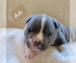 Small Photo #9 American Bully Puppy For Sale in OLYMPIA, WA, USA