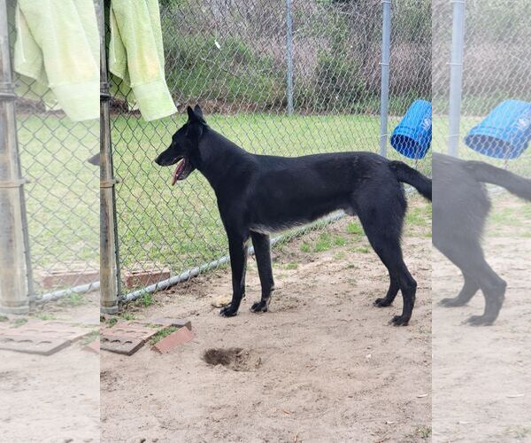 Medium Photo #5 German Shepherd Dog-Unknown Mix Puppy For Sale in Orangeburg, SC, USA
