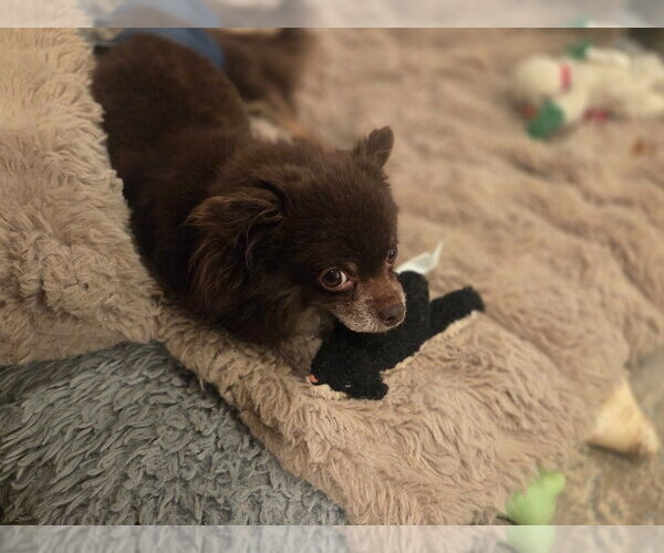 Medium Photo #3 Chiranian Puppy For Sale in Andover, MN, USA