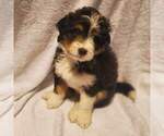 Small Photo #9 Miniature Bernedoodle Puppy For Sale in O FALLON, MO, USA